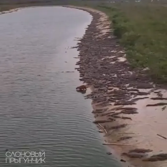 Видео от Слоновый прыгунчик