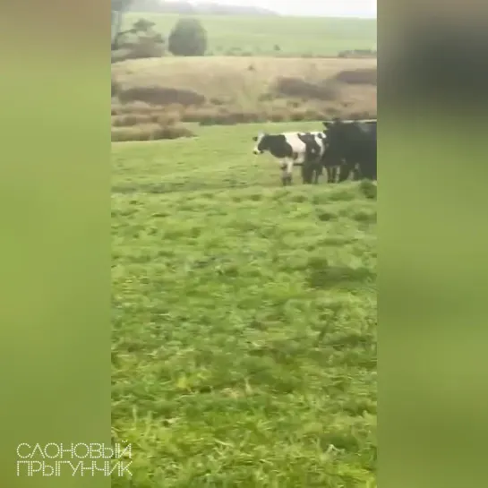 Видео от Слоновый прыгунчик