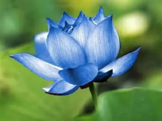 The Lotus Sutra