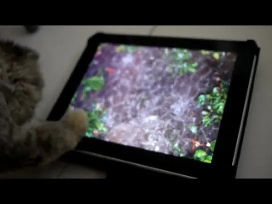 Cat play iPad аквариум