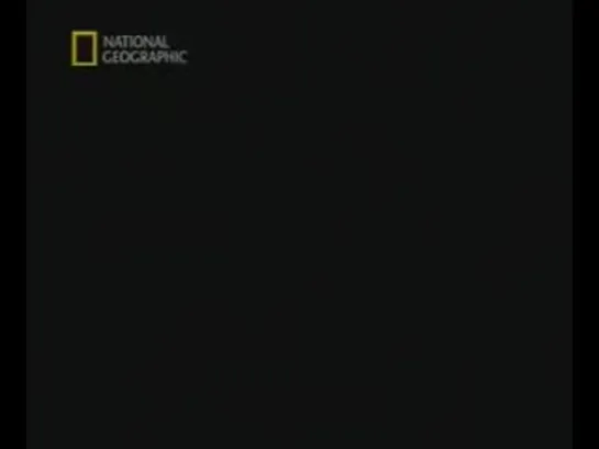 national geographic: когда дельфины плачут