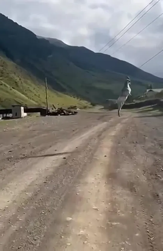 В Дагестане козел повис на проводах