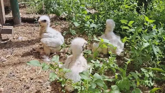 Саратовские пограничники нашли трех птенцов краснокнижного степного орла