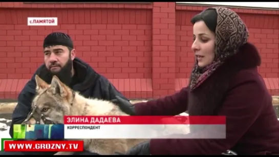 В доме у Хасана Берсанова уже 7 месяц живет волк.