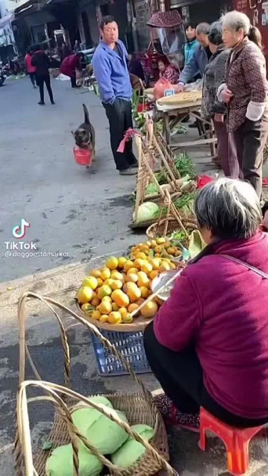 Вы только посмотрите какая умная собака