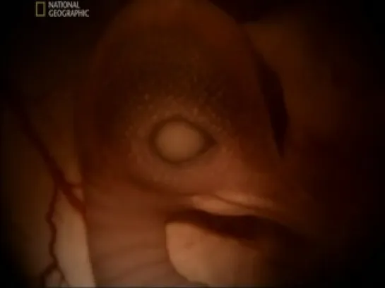 National Geographic.  Жизнь до рождения.В утробе матери: Экстремальные животные/ In the Womb: Extreme Animals (2008)