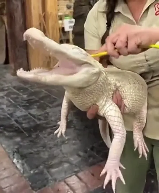 Albino Gator loves his brush-rubs