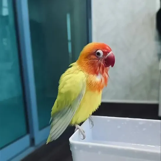 birbs hub