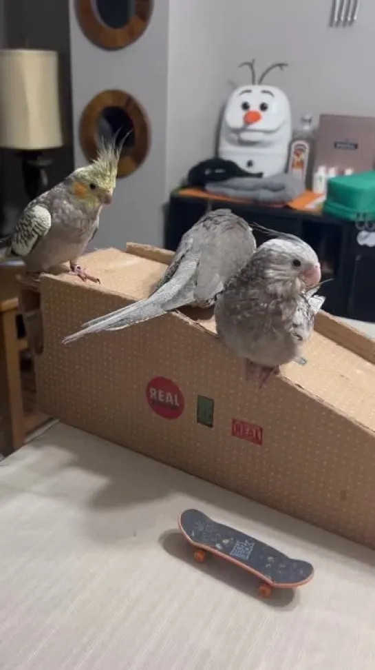 birbs hub