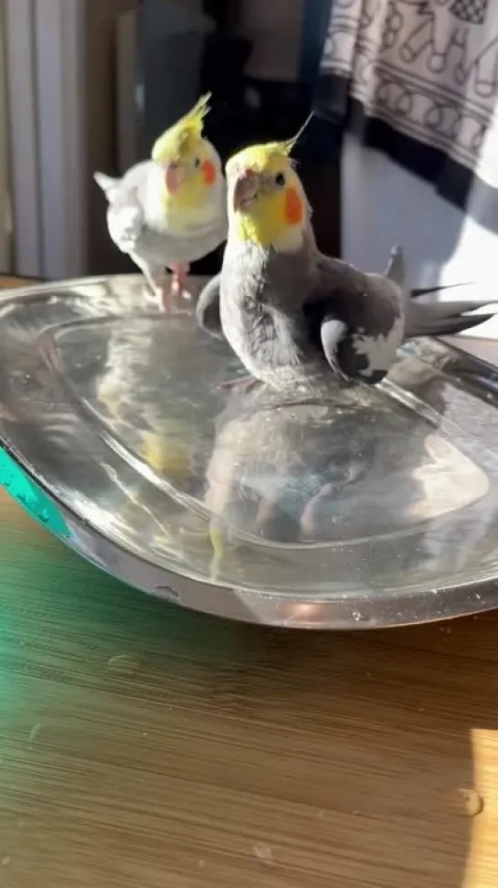 birbs hub