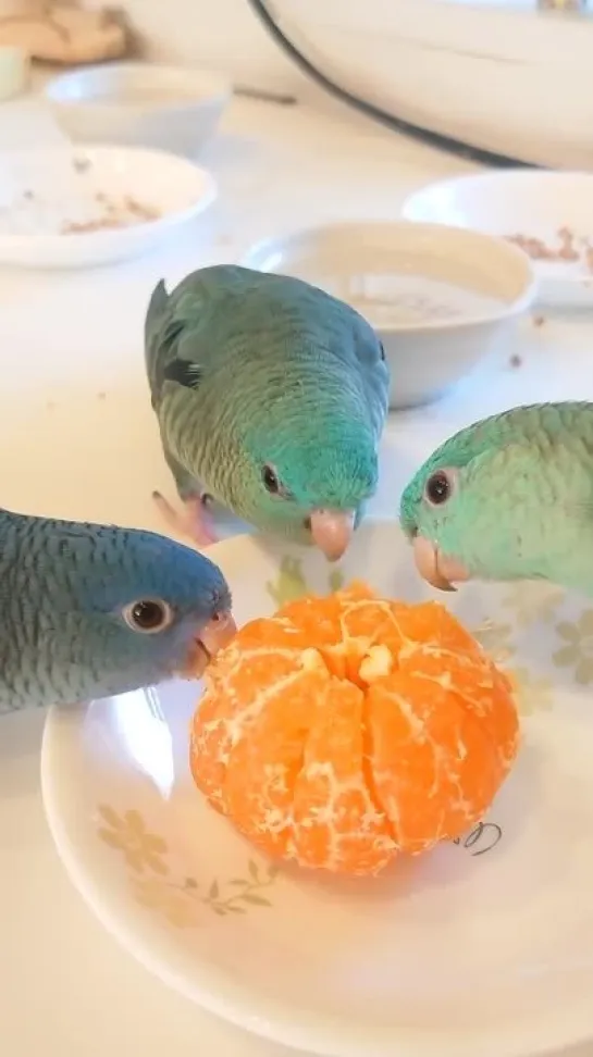 birbs hub