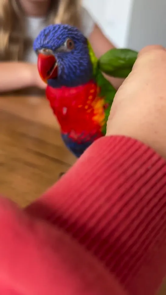 birbs hub