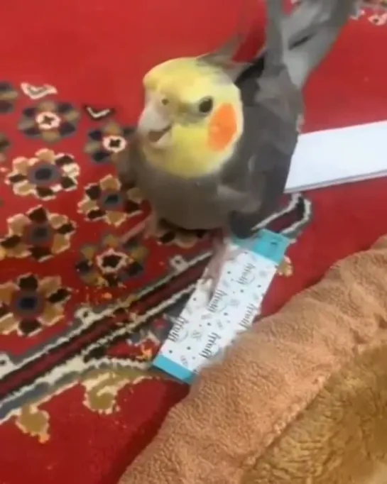 birbs hub