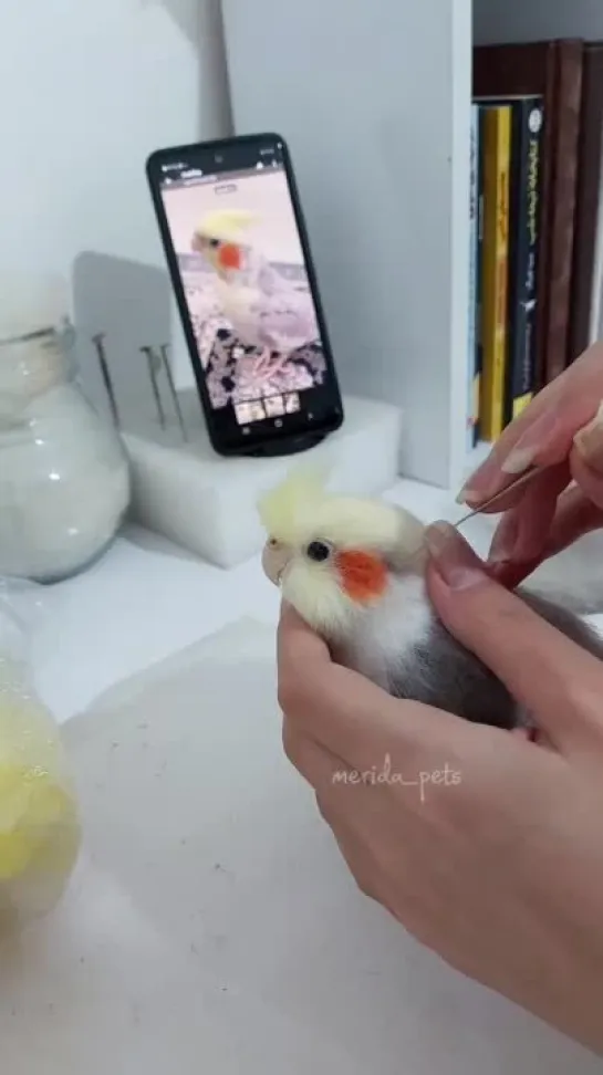 birbs hub