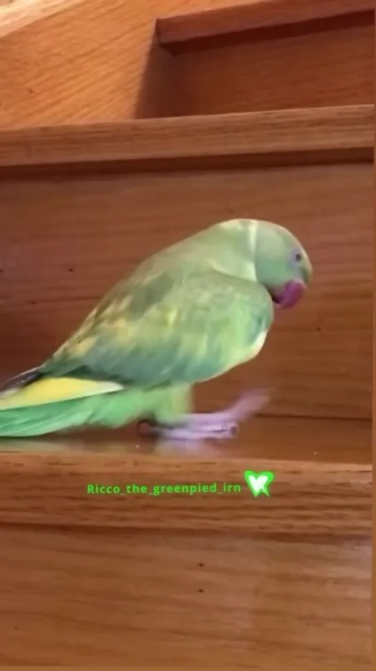 birbs hub