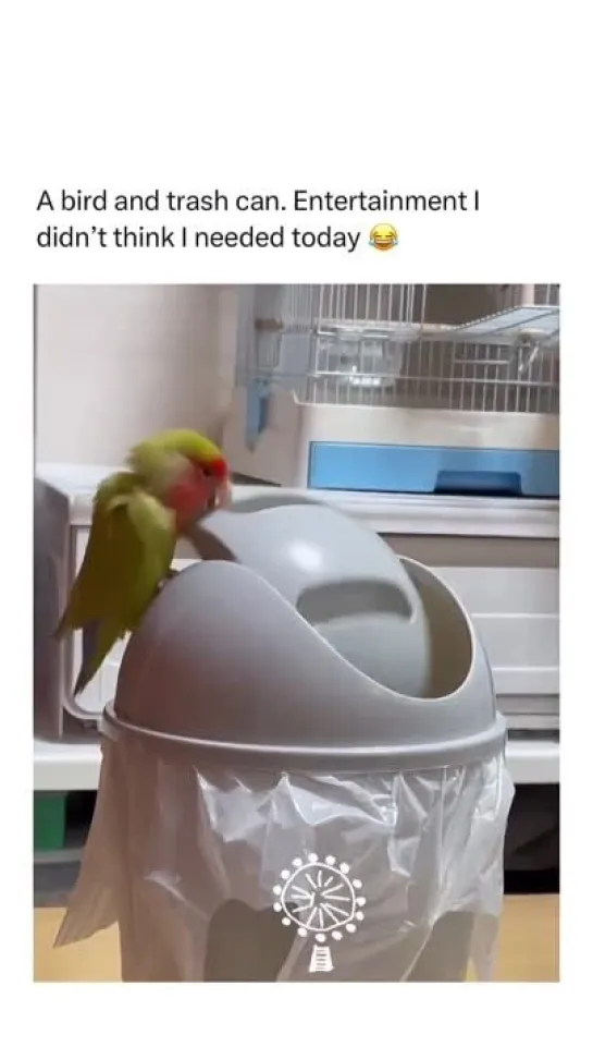 birbs hub