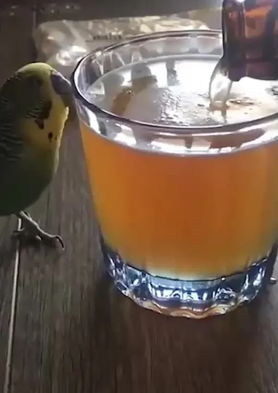 birbs hub