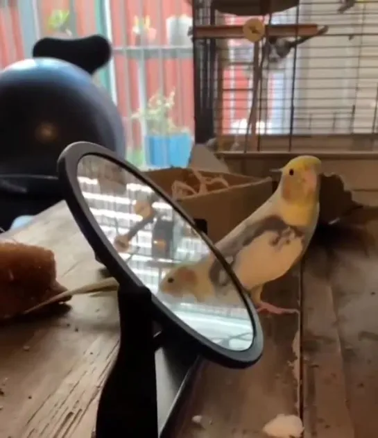 birbs hub