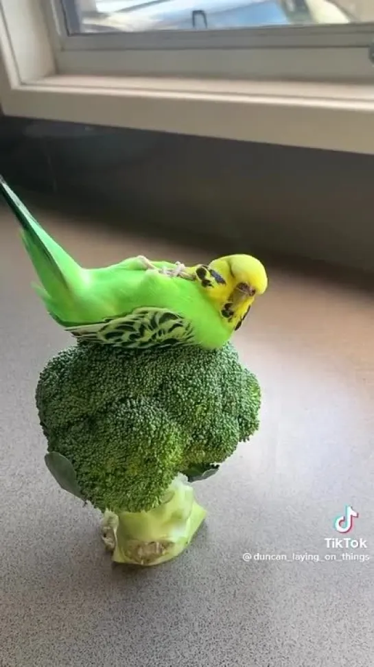 birbs hub