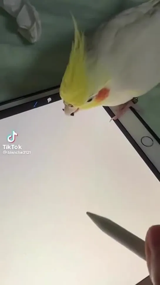 birbs hub