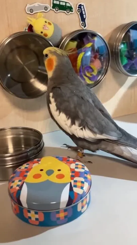 birbs hub