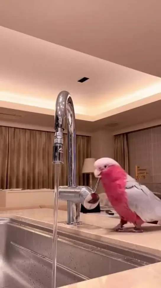 birbs hub