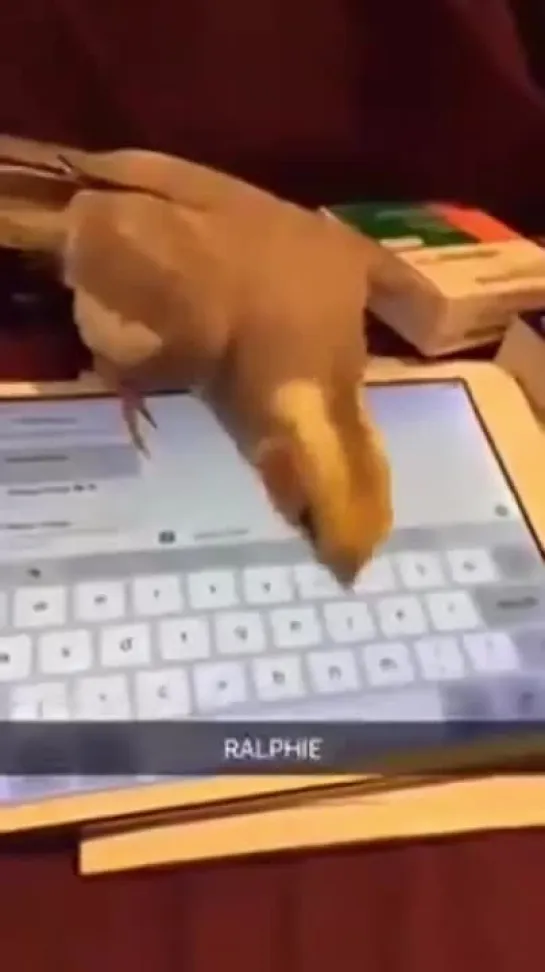 birbs hub