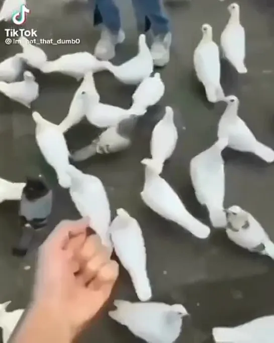 birbs hub