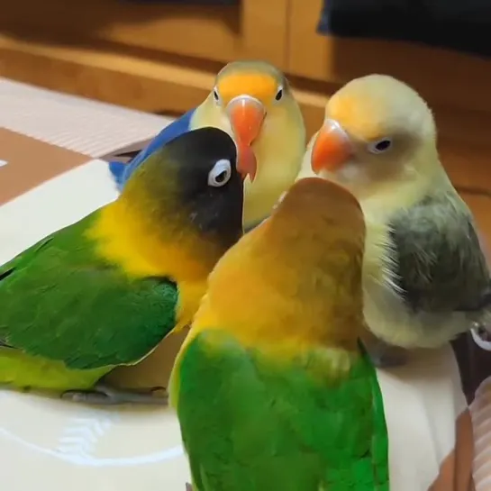 birbs hub