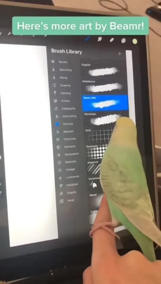 birbs hub