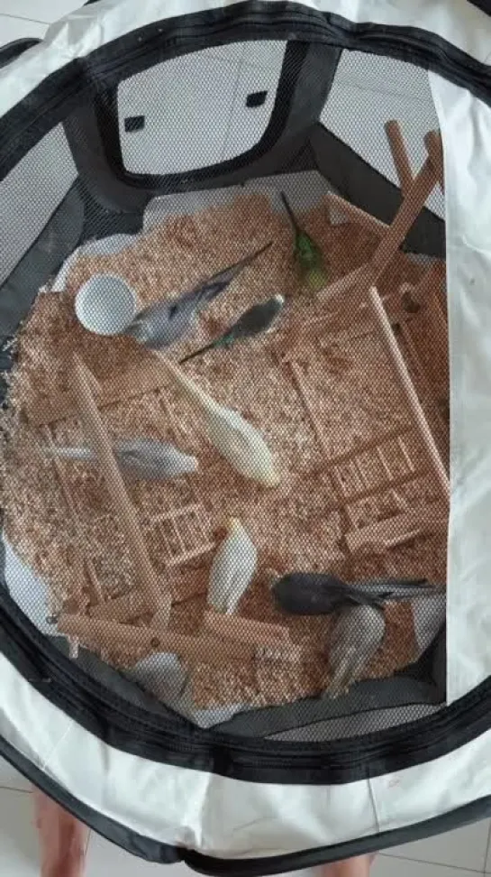 birbs hub