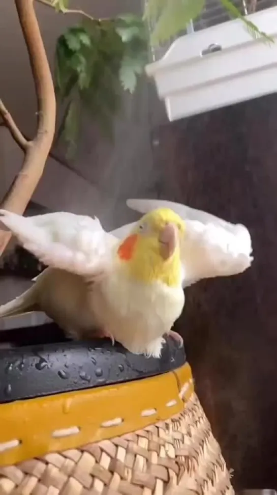 birbs hub