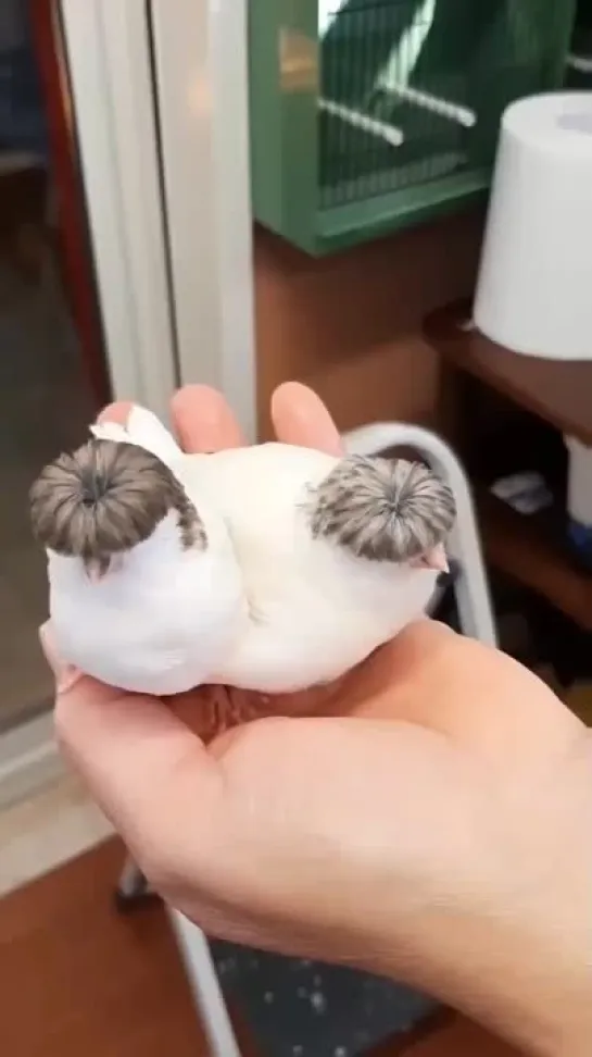 birbs hub