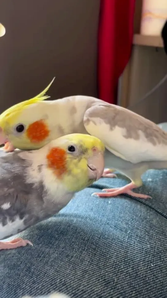 birbs hub