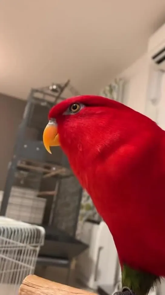 Видео от BIRBS HUB