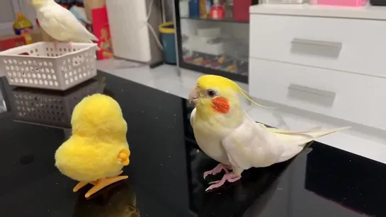 birbs hub