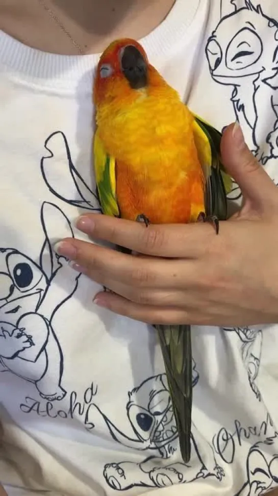 birbs hub