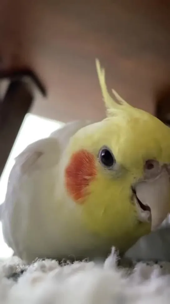 birbs hub