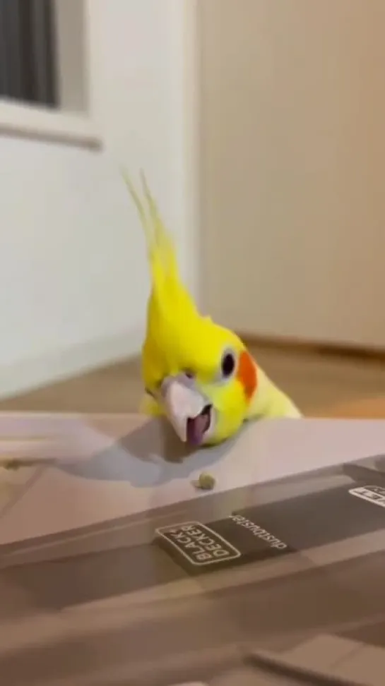 birbs hub