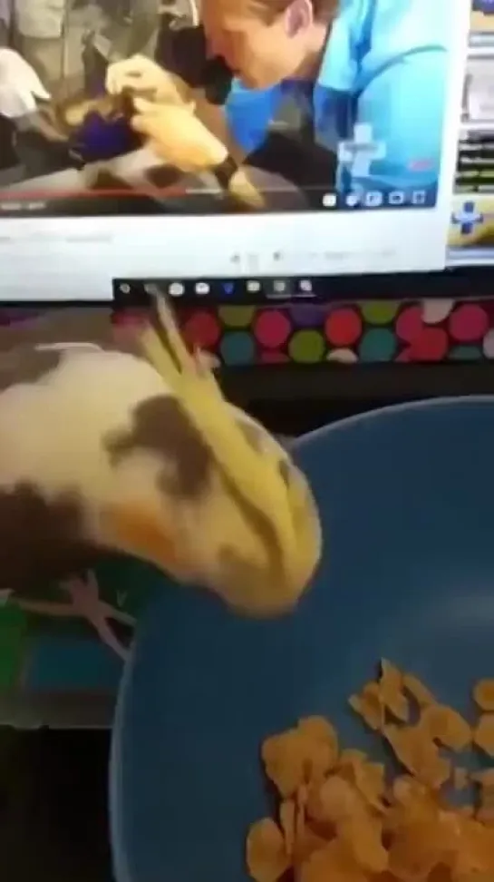 birbs hub