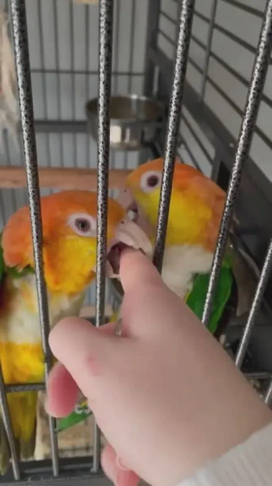 birbs hub