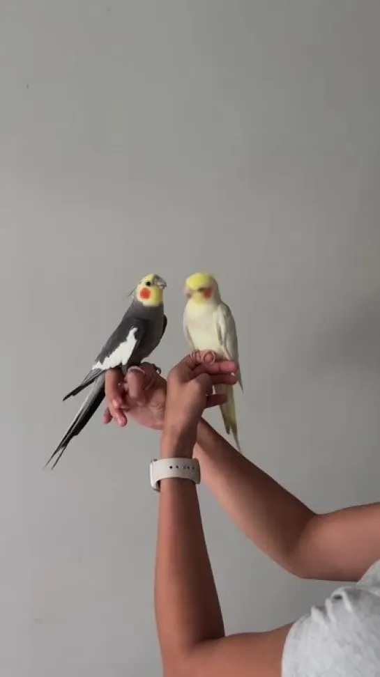 birbs hub