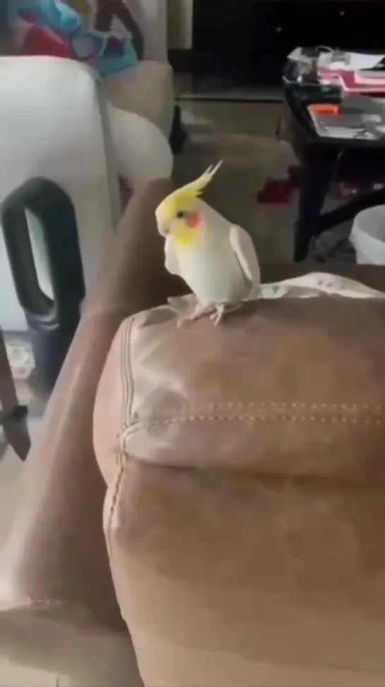 birbs hub