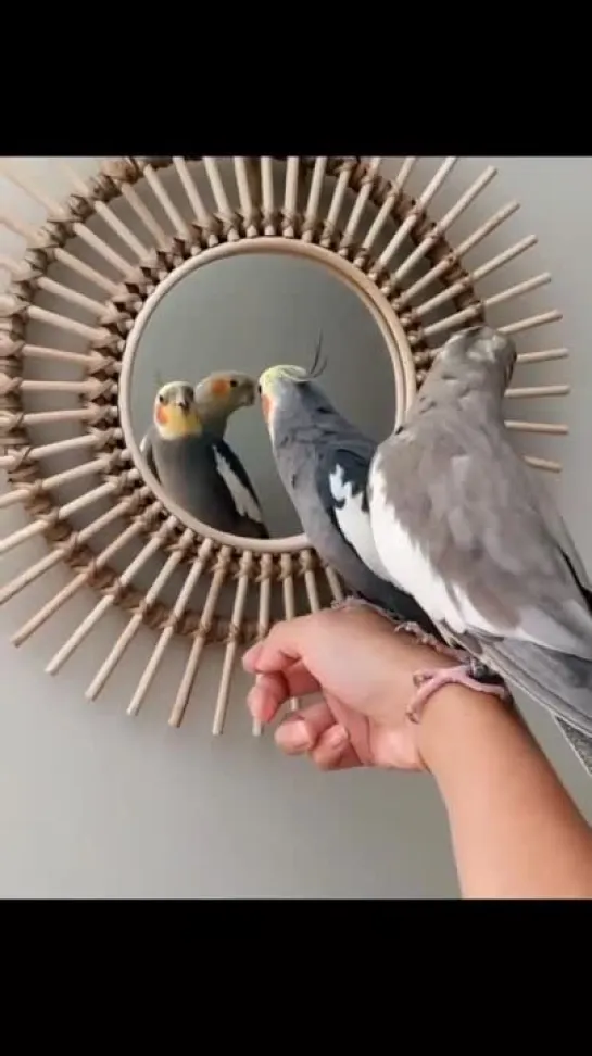 birbs hub