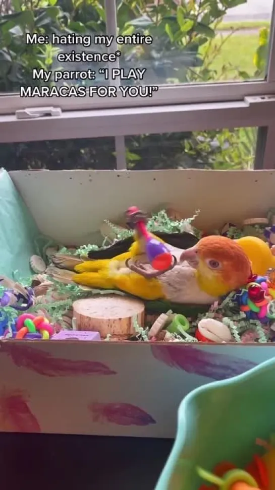 birbs hub