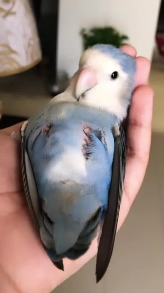 birbs hub