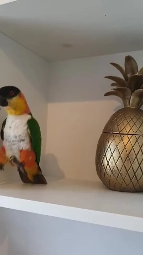 birbs hub