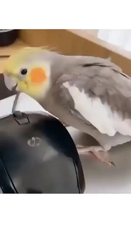 birbs hub