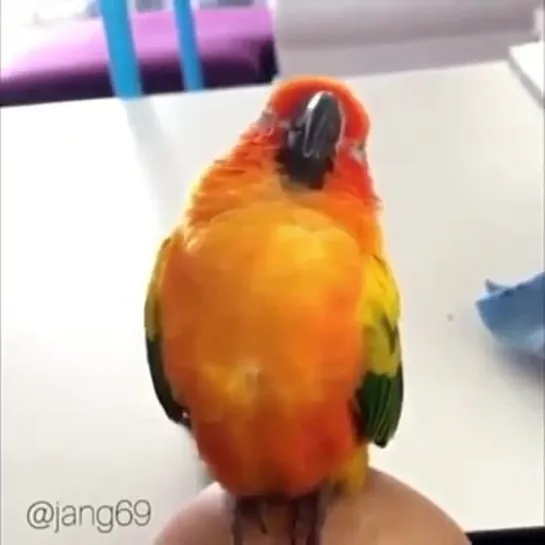 birbs hub