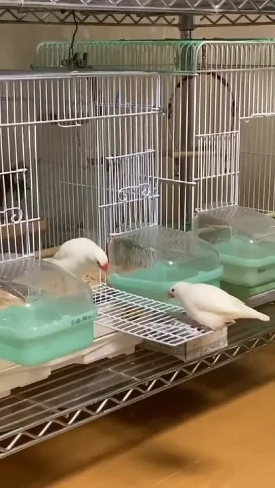 birbs hub